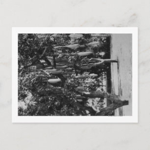 Carte Postale Honolulu, HI - Université d'Hawaii