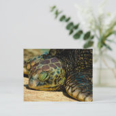 Carte postale Honu (Hawaiian Green Sea Turtle) (Debout devant)