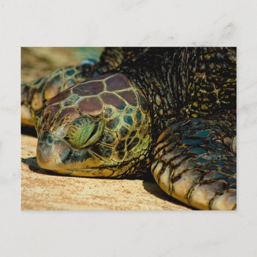 Carte postale Honu (Hawaiian Green Sea Turtle) (Devant)