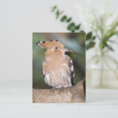 Carte postale Hoopoe (Debout devant)