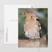 Carte postale Hoopoe (Devant / Derrière)