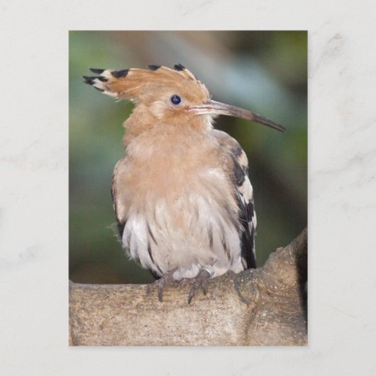 Carte postale Hoopoe (Devant)
