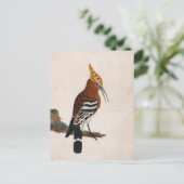 Carte Postale Hoopoe commun | William Lewin (Debout devant)