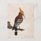 Carte Postale Hoopoe commun | William Lewin (Devant)