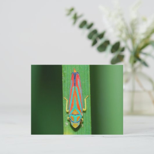 Carte Postale Hopper Leaf du Missouri. (Debout devant)