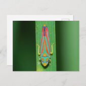 Carte Postale Hopper Leaf du Missouri. (Devant / Derrière)