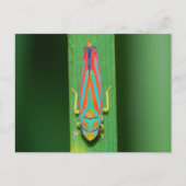 Carte Postale Hopper Leaf du Missouri. (Devant)