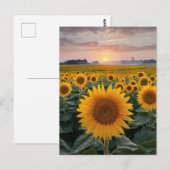 Carte Postale Horizon Radieux : Tournesols à l'Aube (Devant / Derrière)