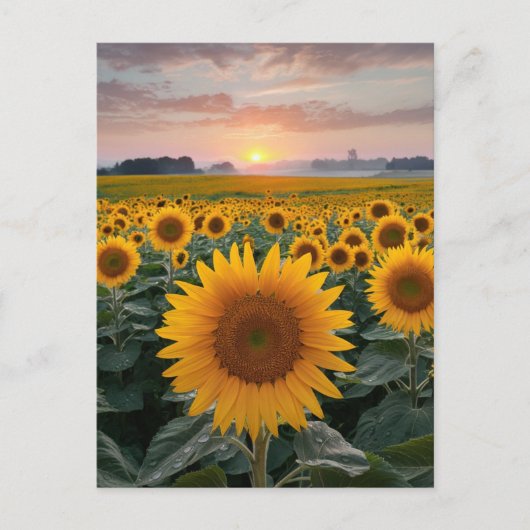 Carte Postale Horizon Radieux : Tournesols à l'Aube (Devant)