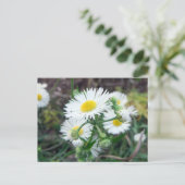 Carte postale horizontale Daisy Fleabane (Debout devant)