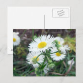 Carte postale horizontale Daisy Fleabane (Devant / Derrière)
