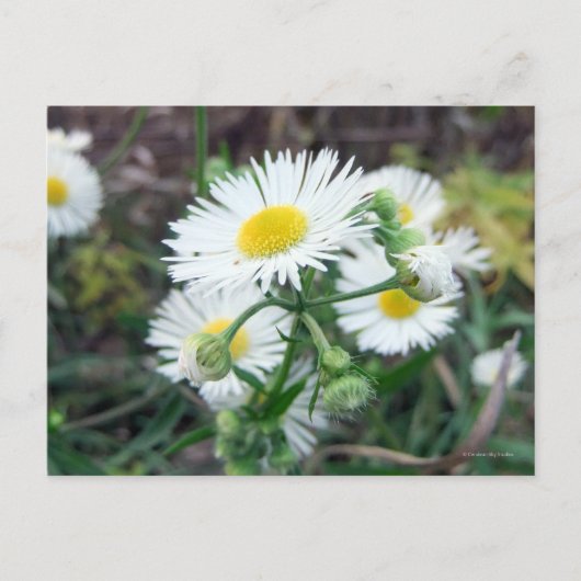 Carte postale horizontale Daisy Fleabane (Devant)