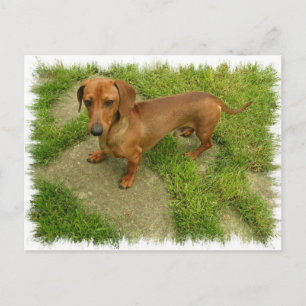 Carte postale horizontale Daschund