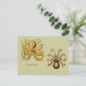 Carte postale horizontale Gamochonia (Debout devant)