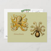 Carte postale horizontale Gamochonia (Devant / Derrière)