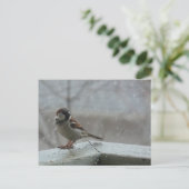 Carte postale horizontale House Sparrow (Debout devant)