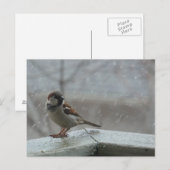 Carte postale horizontale House Sparrow (Devant / Derrière)