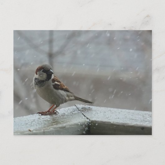 Carte postale horizontale House Sparrow (Devant)