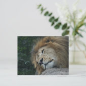 Carte postale horizontale Lion Relaxant (Debout devant)