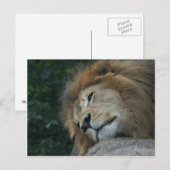 Carte postale horizontale Lion Relaxant (Devant / Derrière)