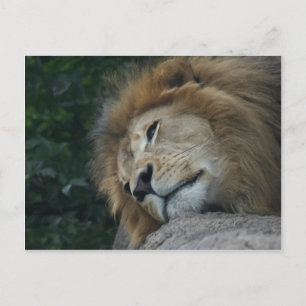 Carte postale horizontale Lion Relaxant