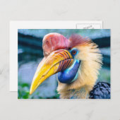 Carte Postale Hornbill (Devant / Derrière)