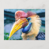 Carte Postale Hornbill (Devant)