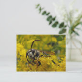 Carte Postale Hornet à tête blanche (Debout devant)