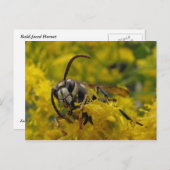 Carte Postale Hornet à tête blanche (Devant / Derrière)