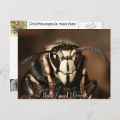 Carte Postale Hornet face à l'écran (Devant / Derrière)