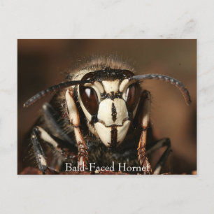 Carte Postale Hornet face à l'écran