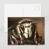 Carte Postale Hornet face à l'écran (Devant / Derrière)