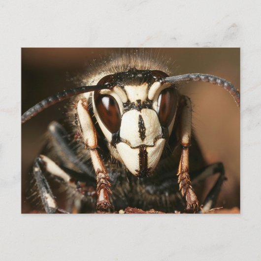Carte Postale Hornet face à l'écran (Devant)