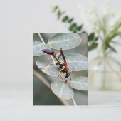 Carte postale Hornet Photo (Debout devant)