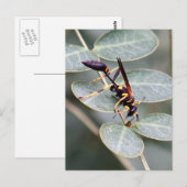 Carte postale Hornet Photo (Devant / Derrière)