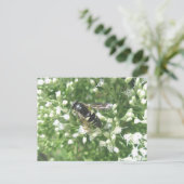 Carte postale Hornet rayée (Debout devant)