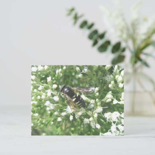 Carte postale Hornet rayée (Debout devant)