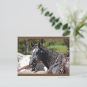 Carte Postale horocard, trail horo (Debout devant)