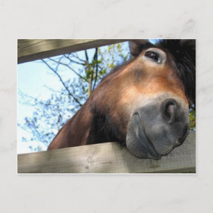 Carte Postale Horse