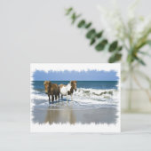 Carte postale Horse Beach (Debout devant)