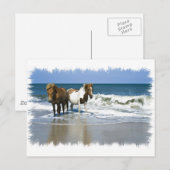 Carte postale Horse Beach (Devant / Derrière)