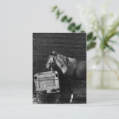 Carte Postale Horse Break Time (Debout devant)