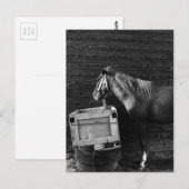 Carte Postale Horse Break Time (Devant / Derrière)