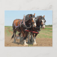 Horse Clydesdale Agriculture Photo