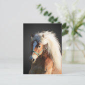 Carte Postale Horse d'Haflinger (Debout devant)