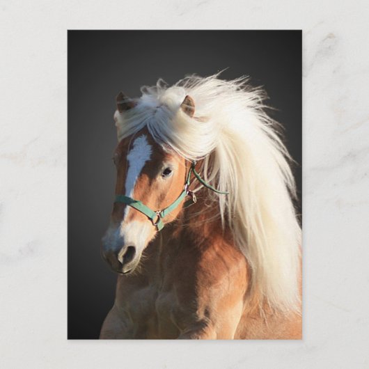 Carte Postale Horse d'Haflinger (Devant)