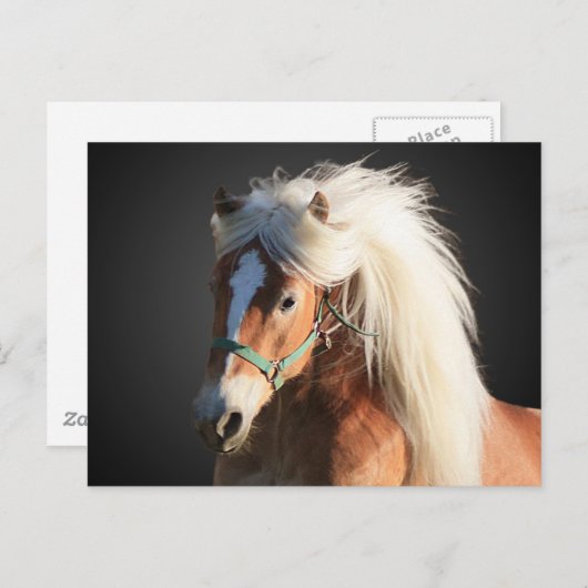Carte Postale Horse d'Haflinger (Devant / Derrière)