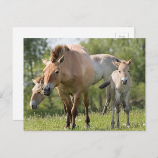 Carte Postale Horse et foal walking (Devant / Derrière)