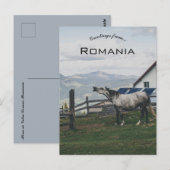 Carte Postale Horse in Vatra Dornei Romania (Devant / Derrière)