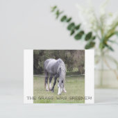 Carte Postale Horse 'n clôture ! (Debout devant)